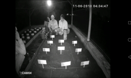 Menemukan Penyu Bertelur di Pantai Mirah