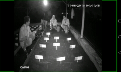 Menemukan Penyu Bertelur di Pantai Mirah