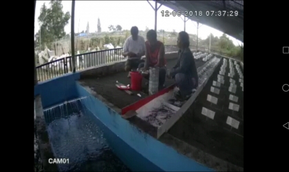 Menemukan Penyu Bertelur di Pantai Sobo