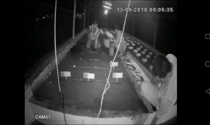 Menemukan Penyu Bertelur di Pantai Boom