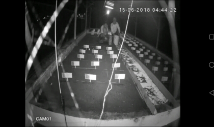 Menemukan Penyu Bertelur di Pantai Sobo