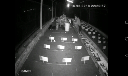 Menemukan Penyu Bertelur di Pantai Boom