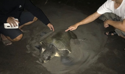Menemukan Penyu Bertelur di Pantai Boom