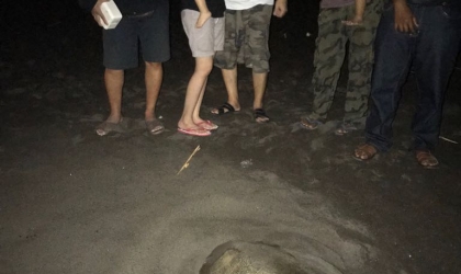 Menemukan Penyu Bertelur di Pantai Boom