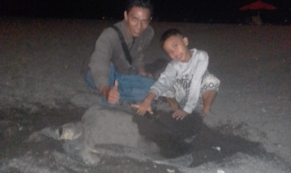 Menemukan Penyu Bertelur di Pantai Boom