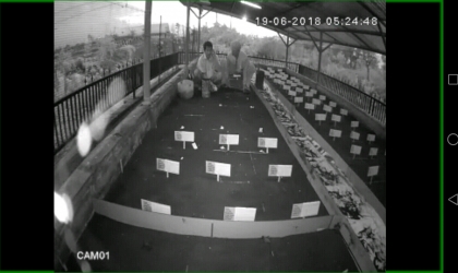 Menemukan Penyu Bertelur di Pantai Sobo