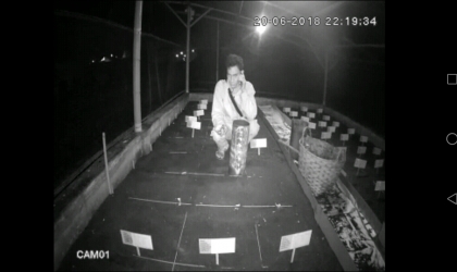 Menemukan Penyu Bertelur di Pantai Boom