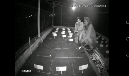 Menemukan Penyu Bertelur di Pantai Santen