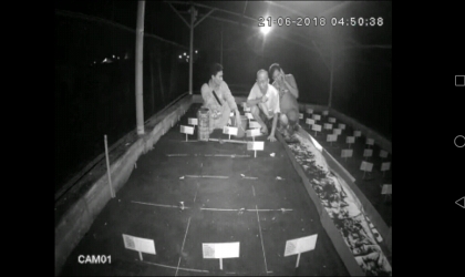 Menemukan Penyu Bertelur di Pantai Mirah