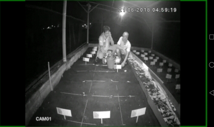 Menemukan Penyu Bertelur di Pantai Mirah