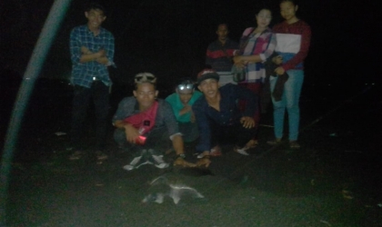 Menemukan Penyu Bertelur di Pantai Boom