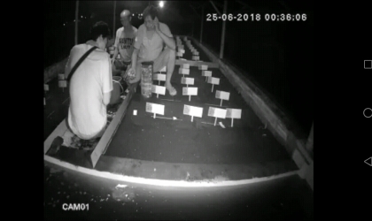 Menemukan Penyu Bertelur di Pantai Mirah