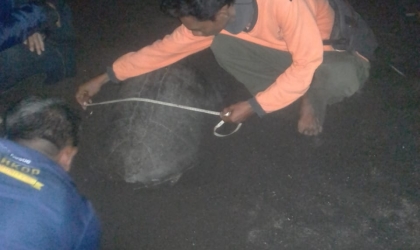 Menemukan Penyu Bertelur di Pantai Boom