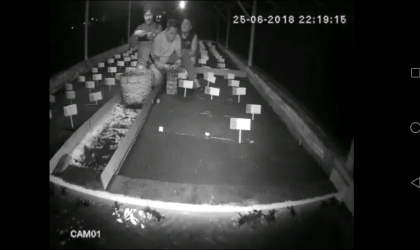 Menemukan Penyu Bertelur di Pantai Boom