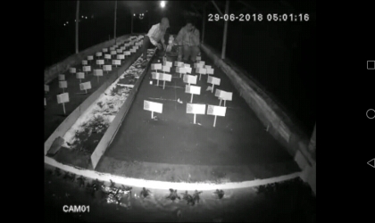 Menemukan Penyu Bertelur di Pantai Sobo