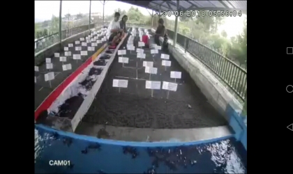 Menemukan Penyu Bertelur di Pantai Sobo