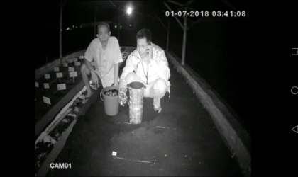 Menemukan Penyu Bertelur di Pantai Mirah