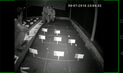 Menemukan Penyu Bertelur di Pantai Santen