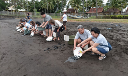 Pelepasliaran Tukik Bersama keluarga Sanjaya 