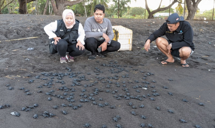 Pelepasliaran Tukik Bersama Telkom Indonesia