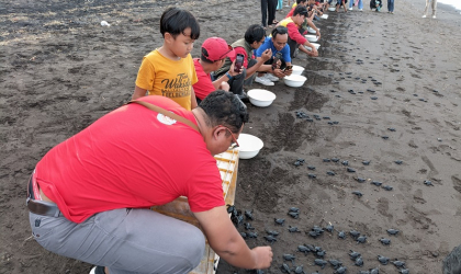 Pelepasliaran Tukik Bersama Indofood