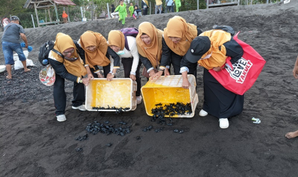 Pelepasliaran Tukik Bersama Siswa Siswi TK Aisyah 1 Banyuwangi 