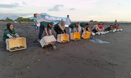 Pelepasliaran Tukik Bersama Indofood