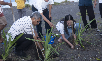 Tanam Pandan Laut Sebagai Penunjang Ekosistem Pantai Dan Kelangsungan Penyu