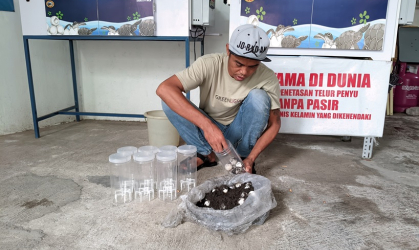 Menemukan Penyu Bertelur di Pantai Sobo