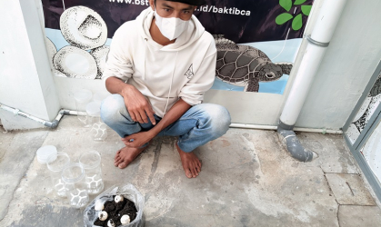Menemukan Penyu Bertelur di Pantai Sobo