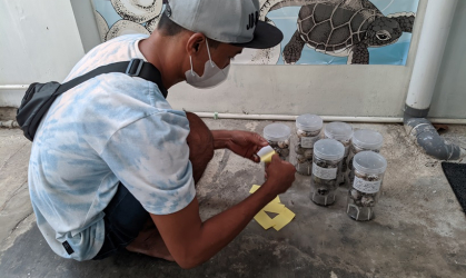 Menemukan Penyu Bertelur di Pantai Kramat