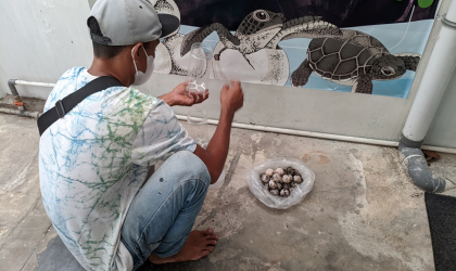 Menemukan Penyu Bertelur di Pantai Pulau Santen