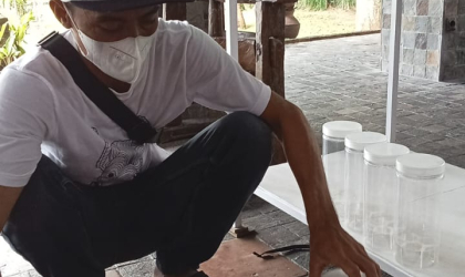 Menemukan Penyu Bertelur di Pantai Sobo