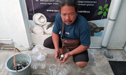 Menemukan Penyu Bertelur di Pantai Pulau Santen