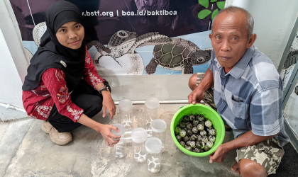 Menemukan Penyu Bertelur di Pantai Boom